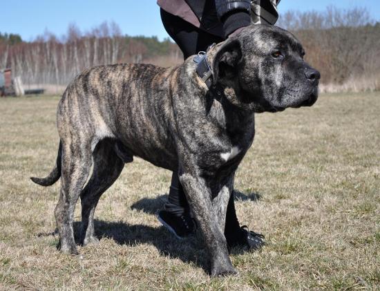 Pomorska Fundacja Pies Szuka Domu - Dog kanaryjski Kuba